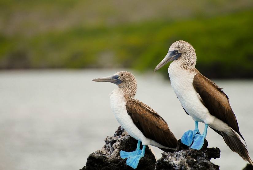 Galapagos Natura Life