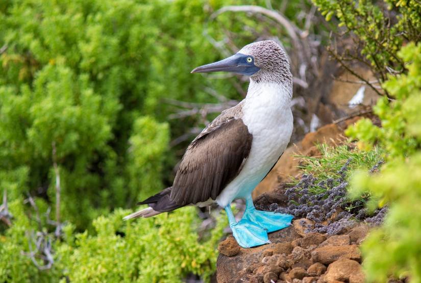 Galapagos Natural Life Hostel