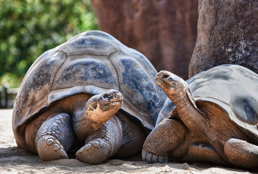 galapagos tours