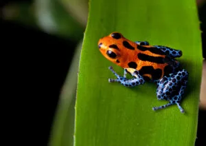 ID 22037386 © Dirk Ercken | Dreamstime.com